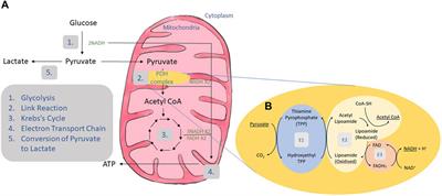 Comparison Between Dichloroacetate and Phenylbutyrate Treatment for Pyruvate Dehydrogenase Deficiency